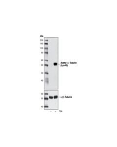 Cell Signaling Acetyl-Alpha-Tubulin (Lys40) Antibody