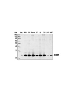 Cell Signaling Grb2 Antibody
