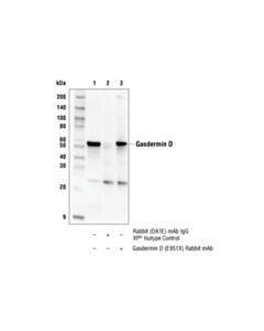 Cell Signaling Gasdermin D (E9s1x) Rabbit mAb