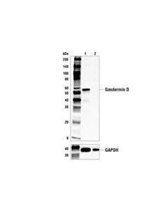 Cell Signaling Gasdermin D (E9S1X) Rabbit mAb 20 uL
