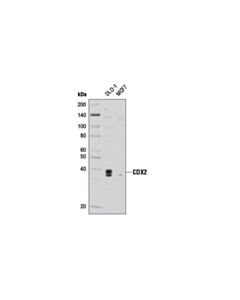 Cell Signaling Cdx2 Antibody