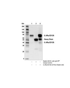 Cell Signaling Il-6ralpha/Cd126 (E7h4j) Rabbit mAb