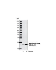 Cell Signaling Streptavidin-Hrp