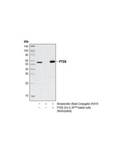 Cell Signaling Pten (D4.3) Xp Rabbit mAb (Biotinylated)