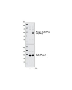 Cell Signaling Phospho-Na,K-Atpase Alpha1 (Ser23) Antibody