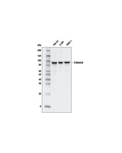 Cell Signaling Calnexin (C5c9) Rabbit mAb (Hrp Conjugate)