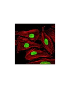 Cell Signaling Mcm3 Antibody