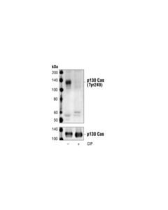 Cell Signaling Phospho-P130 Cas (Tyr249) Antibody