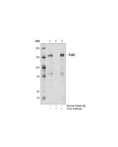 Cell Signaling Pja2 Antibody