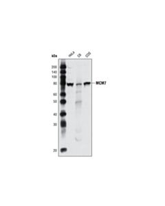 Cell Signaling Mcm7 Antibody
