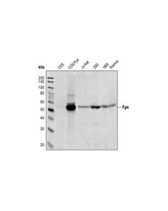 Cell Signaling Fyn Antibody