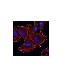 Cell Signaling Alpha-Parvin Antibody