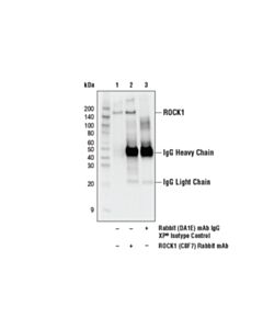 Cell Signaling Rock1 (C8f7) Rabbit mAb