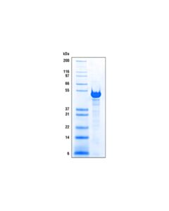 Cell Signaling Cut&Run Pag-Mnase And Spike-In Dna