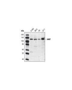 Cell Signaling Jak2 (D2e12) Xp Rabbit mAb (Biotinylated)