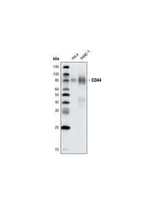 Cell Signaling Cd44 (156-3c11) Mouse mAb (Biotinylated)