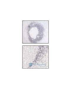 Cell Signaling Tcl1 Antibody