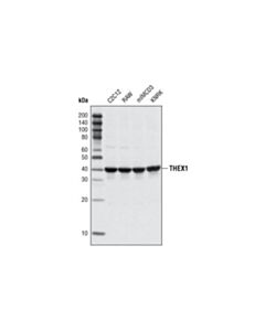 Cell Signaling Thex1 Antibody