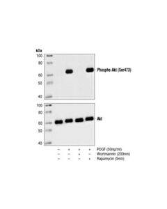 Cell Signaling Phospho-Akt (Ser473) (587f11) Mouse mAb