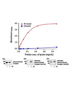 Cell Signaling Fastscan Phospho-Glucocorticoid Receptor (Ser134) Elisa Kit