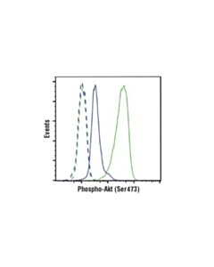 Cell Signaling Phospho-Akt (Ser473) (D9e) Xp Rabbit mAb
