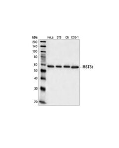 Cell Signaling Mst3b Antibody