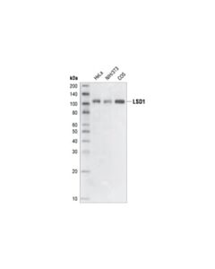 Cell Signaling Lsd1 (1b2e5) Mouse mAb