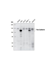 Cell Signaling Pan-Cadherin (28e12) Rabbit mAb
