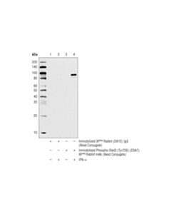 Cell Signaling Phospho-Stat3 (Tyr705) (D3a7) Xp Rabbit mAb (Sepharose Bead Conjugate)