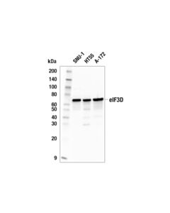 Cell Signaling Eif3d (E4i4s) Rabbit mAb
