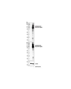 Cell Signaling Tnfrsf8/Cd30 Antibody