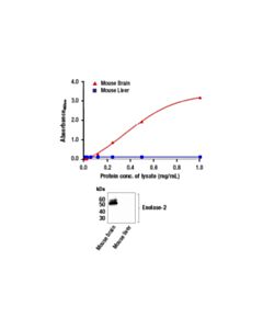 Cell Signaling Fastscan™ Total Enolase-2 ELISA Kit