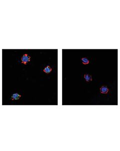 Cell Signaling Phospho-Sting (Ser366) (D8k6h) Rabbit mAb