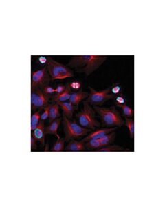 Cell Signaling Hoechst 33342