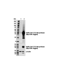 Cell Signaling Sars-Cov-2 3c-Like Protease (E4d3w) Rabbit mAb
