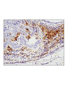 Cell Signaling Cd40 (D8w3n) Rabbit mAb