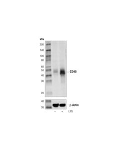 Cell Signaling Cd40 (D8w3n) Rabbit mAb