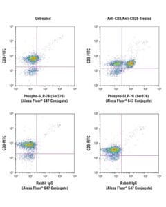 Cell Signaling Phospho-Slp-76 (Ser376) (D7s1k) Rabbit mAb (Alexa Fluor 647 Conjugate)