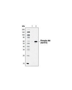Cell Signaling Rabbit (Da1e) mAb Igg Xp Isotype Control (Biotinylated)