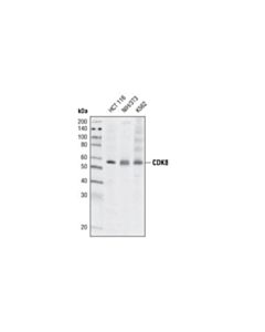 Cell Signaling Cdk8 (G398) Antibody