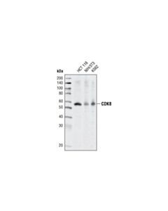 Cell Signaling Cdk8 (P455) Antibody