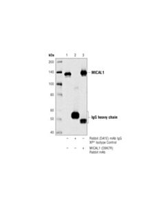 Cell Signaling Mical1 (D8k7r) Rabbit mAb