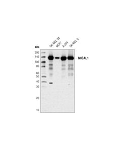 Cell Signaling MICAL1 (D8K7R) Rabbit mAb 20 uL