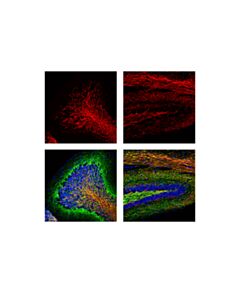 Cell Signaling Myelin Basic Protein (D8x4q) Xp Rabbit mAb (Alexa Fluor 594 Conjugate)