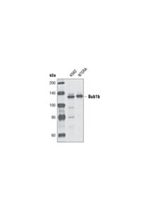 Cell Signaling Bub1b Antibody