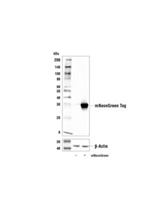 Cell Signaling Mneongreen Tag (E6m3d) Rabbit mAb