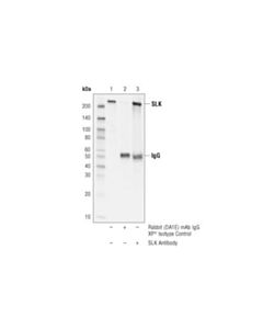 Cell Signaling Slk Antibody