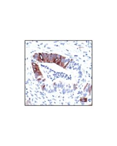 Cell Signaling Phospho-Nf-Kappab P105 (Ser932) (178f3) Rabbit mAb (BSA And Azide Free)