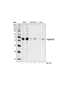 Cell Signaling Cyclin E2 Antibody