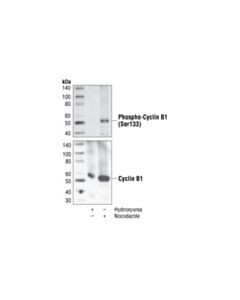 Cell Signaling Phospho-Cyclin B1 (Ser133) (9e3) Rabbit mAb